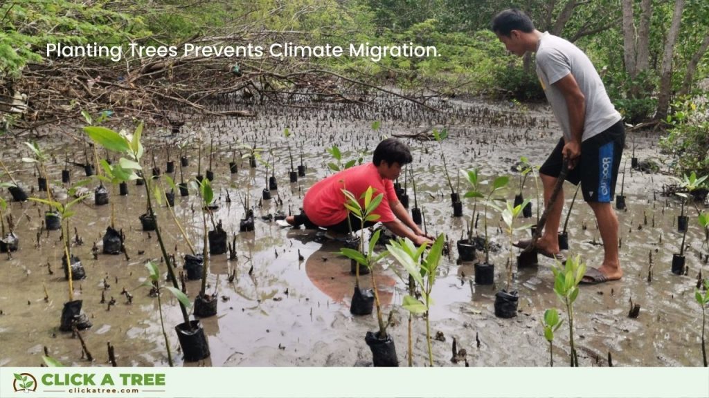 8. Timely Reforestation Prevents Climate Migration