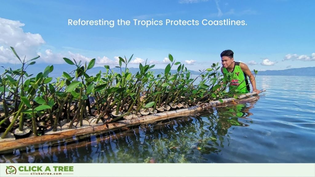 Reforesting the Tropics Protects Coastlines