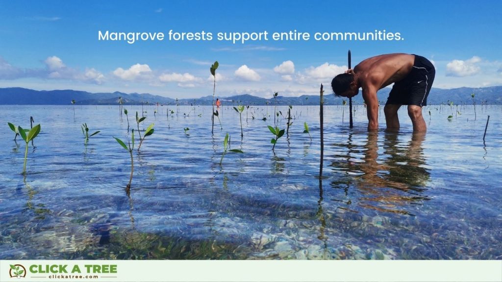 Mangrove forests support entire communities