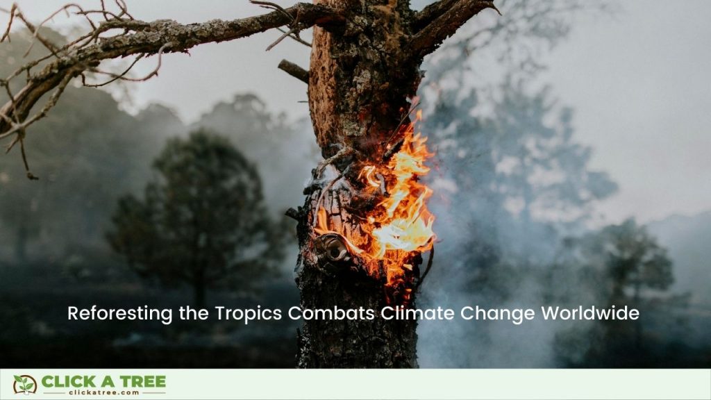 Planting trees in the tropics prevents climate change