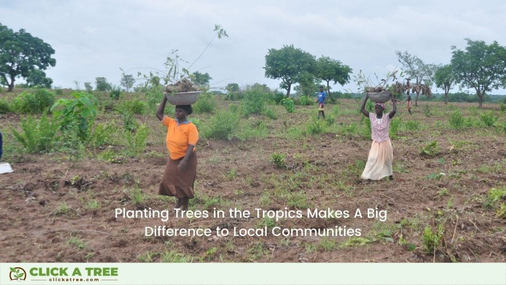 Plant trees with Click A Tree in the Tropics and make A Big Difference to Local Communities