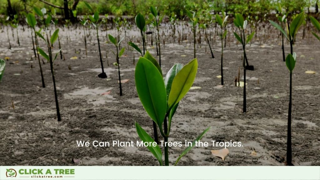 We can plant more trees in the tropics.