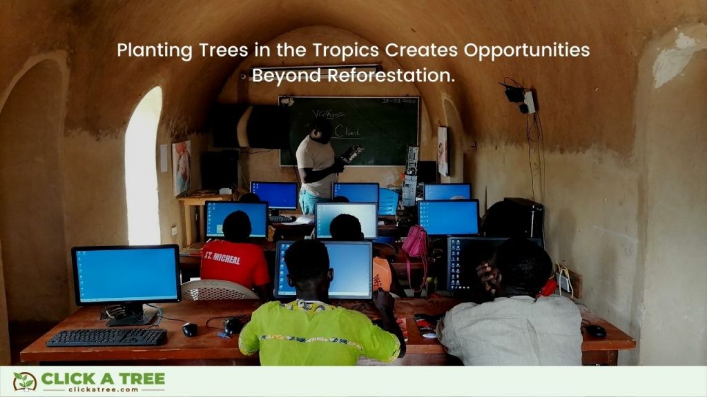 Planting trees in the tropics creates opportunities.