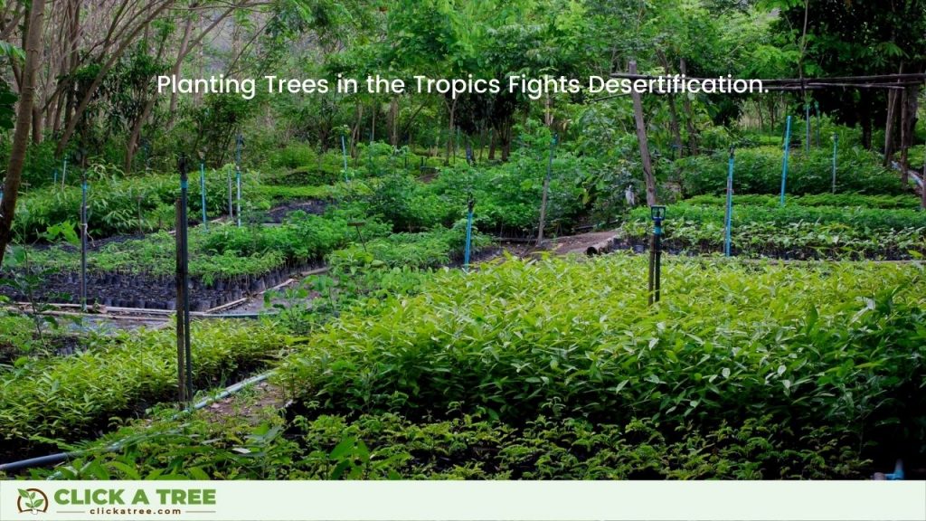 Plant Trees in the Tropics to Fight Desertification