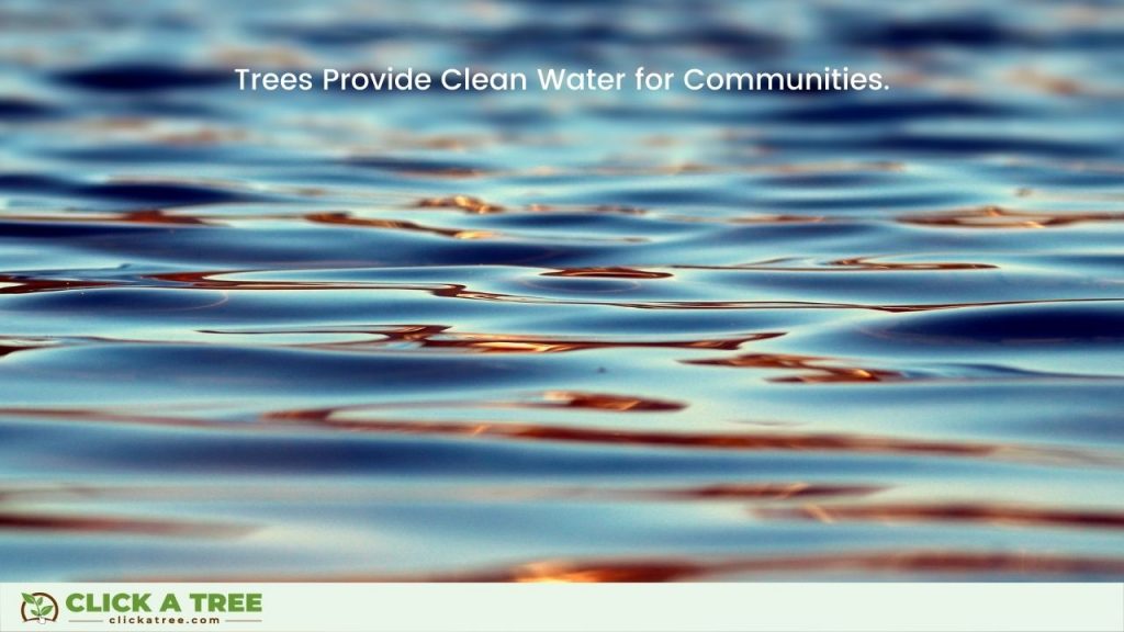 Trees Provide Clean Water for Communities
