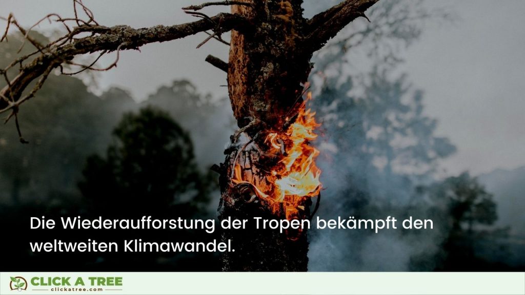 Mit Click A Tree die Tropen aufforsten und den Klimawandel bekämpfen.