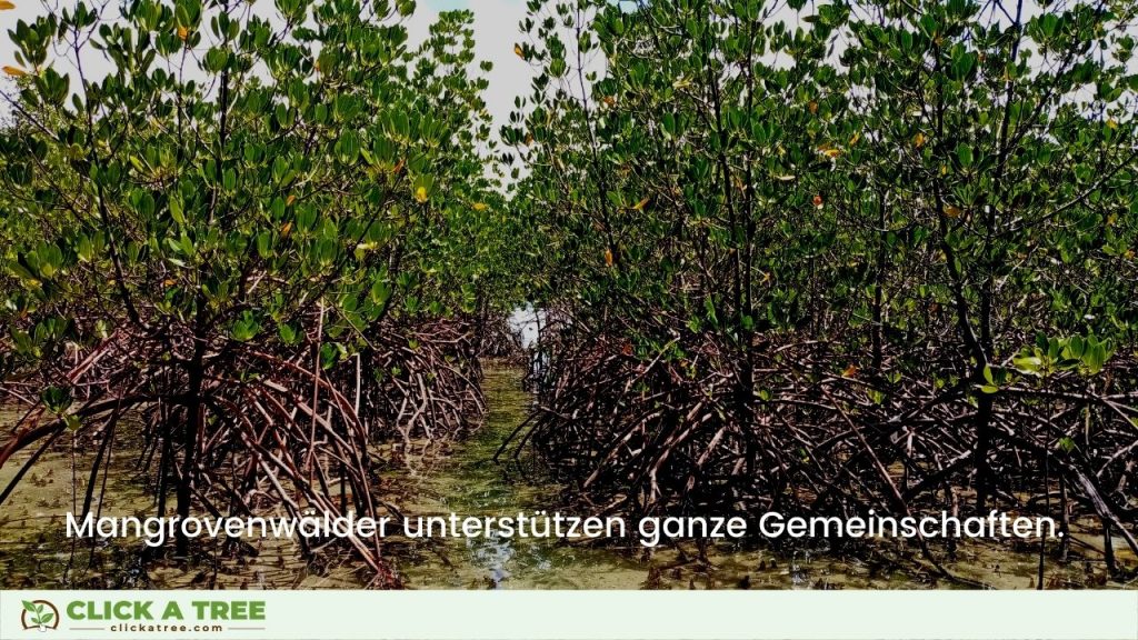 Mangrovenwälder unterstützen ganze Gemeinschaften