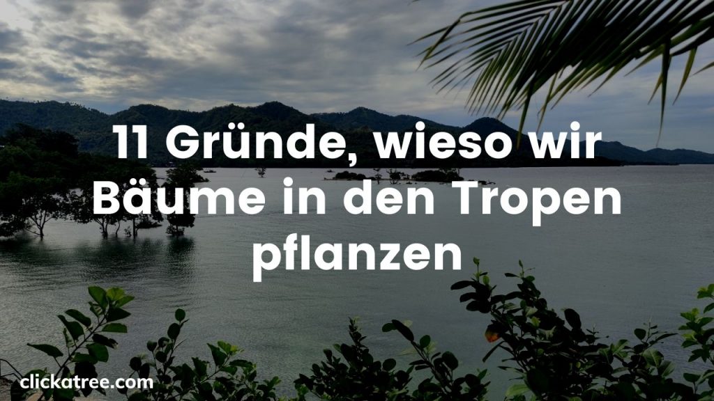 11 Gründe, wieso wir Bäume in den Tropen pflanzen