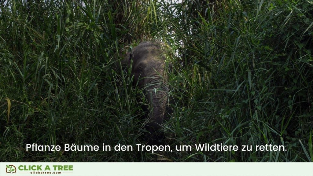 Pflanze Bäume in den Tropen, um Wildtiere zu retten