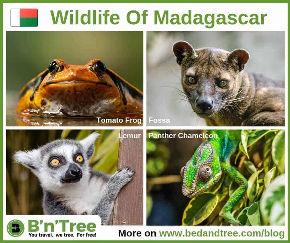 Wildlife Of Madagascar for B'n'Tree Reforesting Madagascar for free Why How and Where bedandtree plants trees in Madagascar