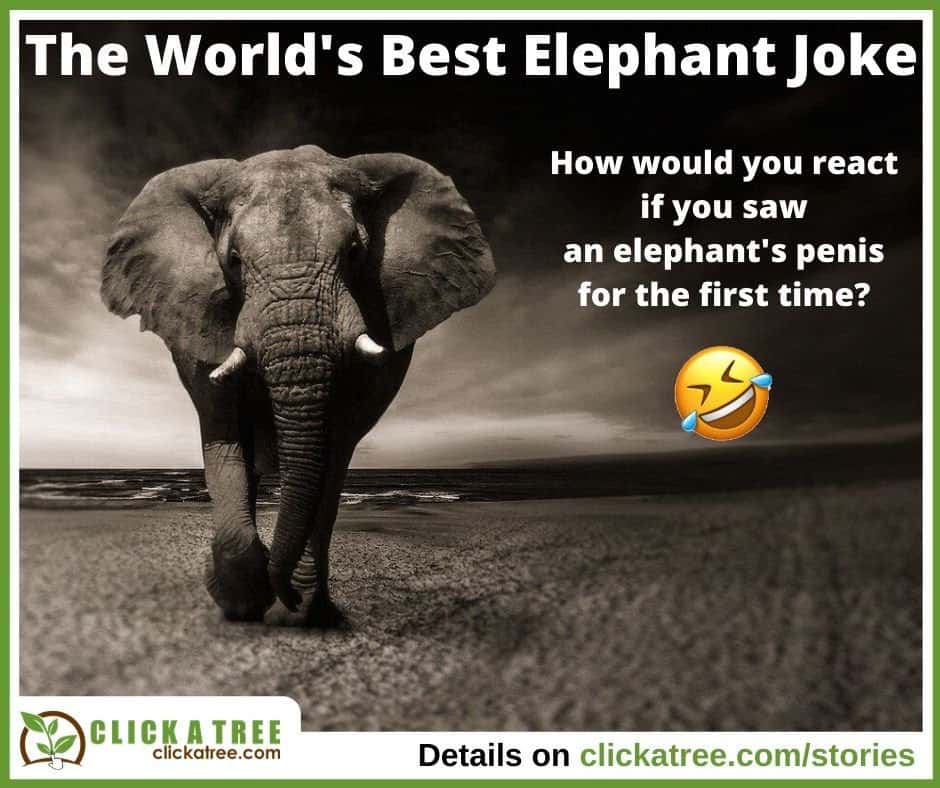 World's Best Elephant Joke by Click A Tree