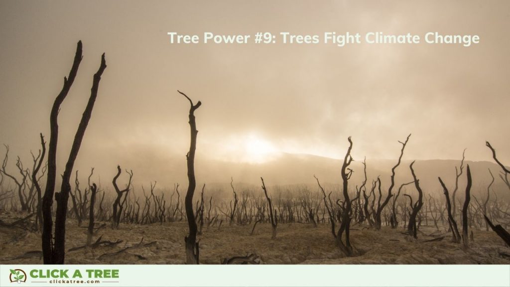 Tree Power 9 - Trees Fight Climate Change