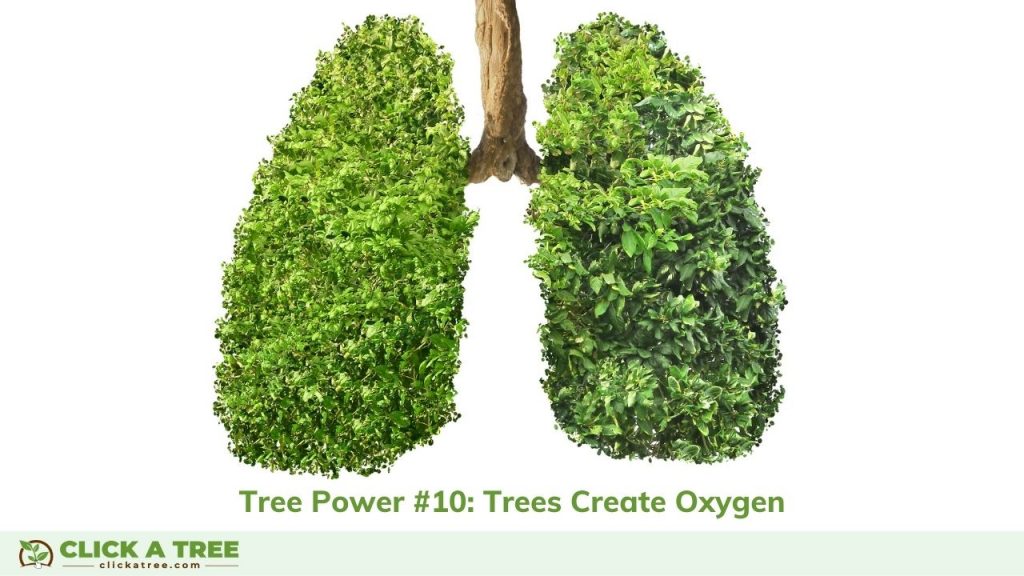 They Create Oxygen