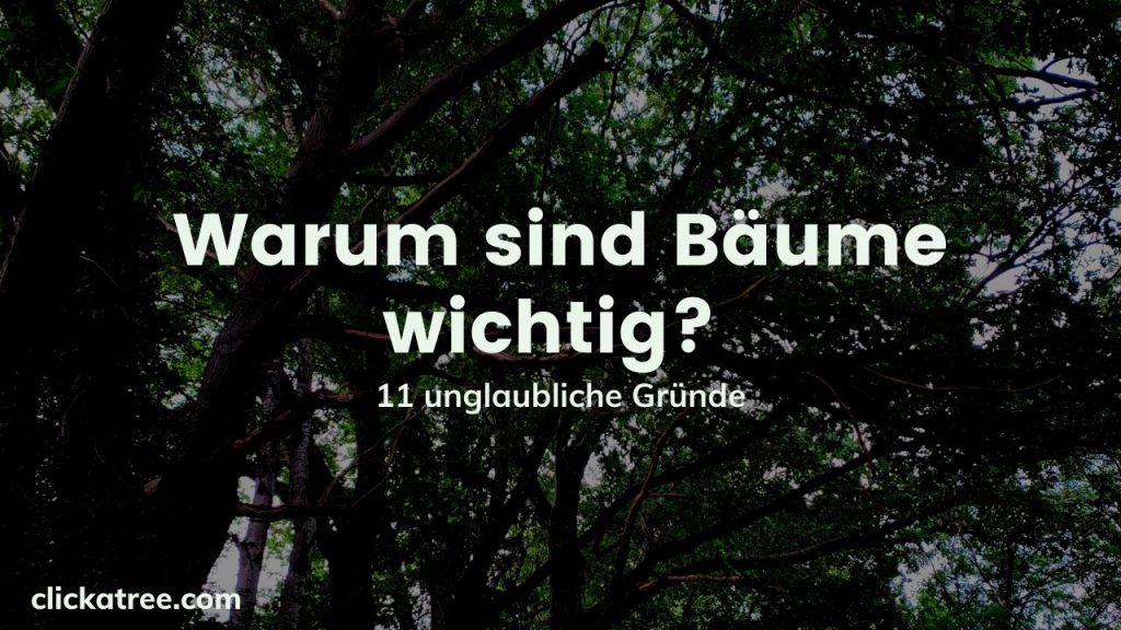 Warum sind Bäume wichtig? 11 unglaubliche Gründe