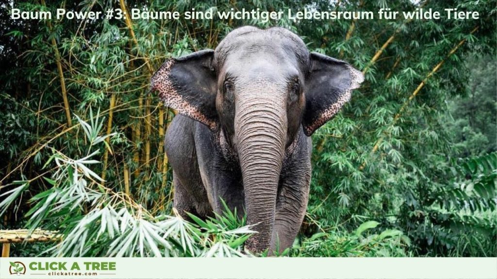 Bäume sind lebenswichtiger Lebensraum für Tiere.