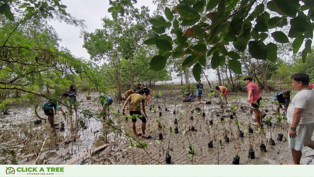 Click A Tree's Pflanzprojekt in den Philippinen: Mangroven werden im schlammigen Boden ausgepflanzt