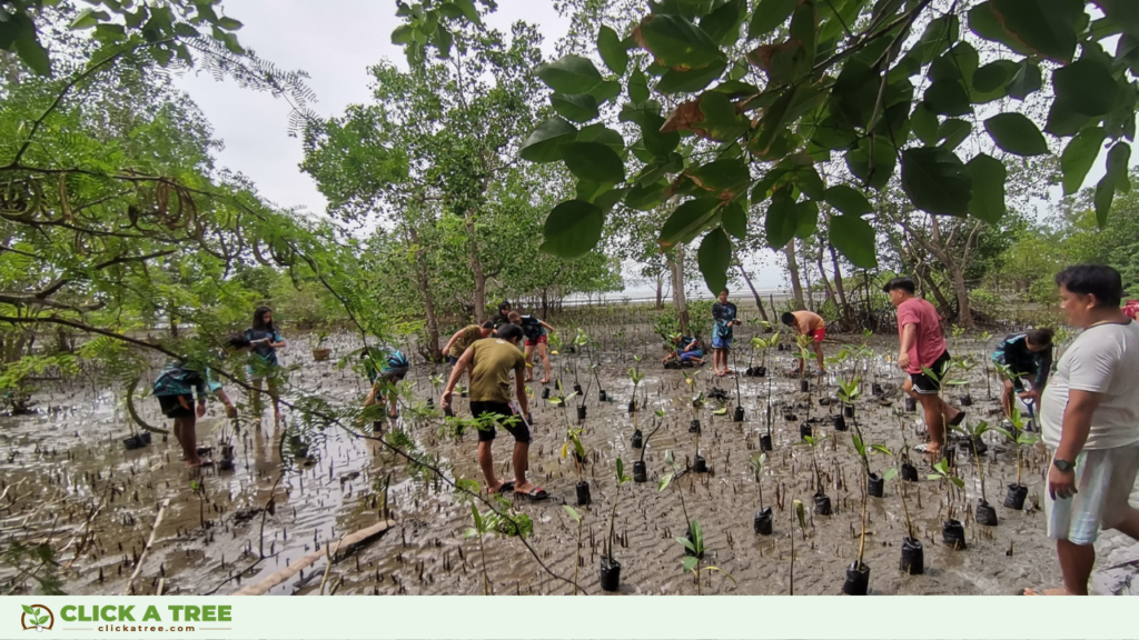 Click A Tree's planting project in the Philippines: mangroves are planted on the coast