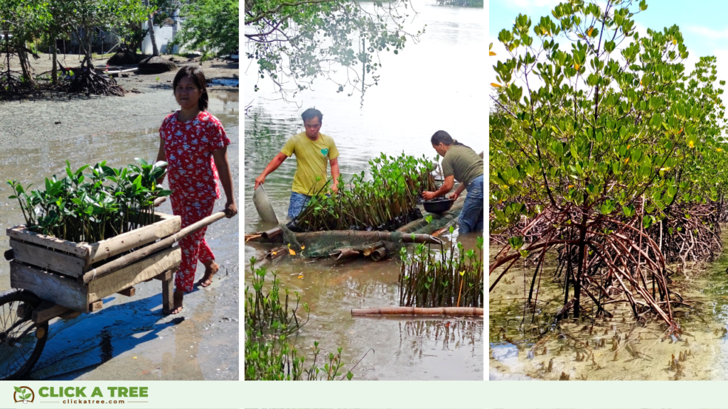 Tree-planting also creates possibilities for successful storytelling: Each Click A Tree partner receives regular project updates, images, and videos that make creating eye-catching social media simple.