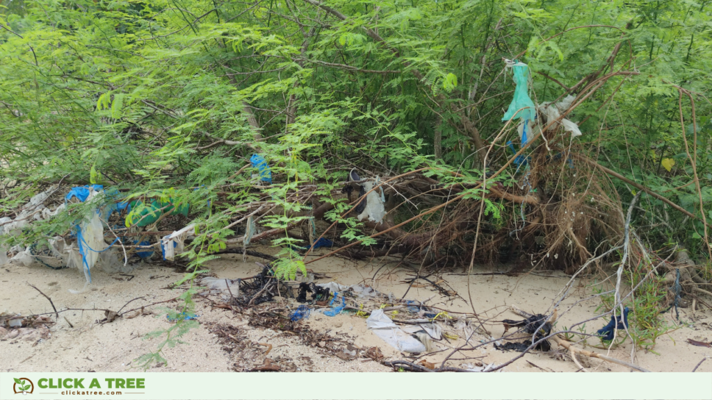 Click A Tree's Aufforstungsprojekt unterstützt die Plastikentfernung in den Philippinen