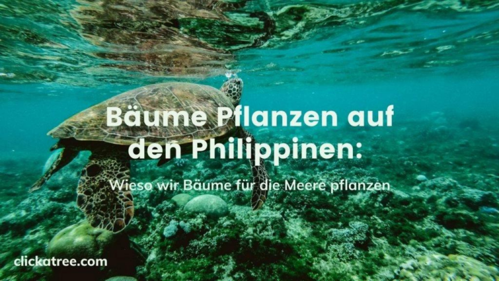 Bäume pflanzen in den Philippinen- Wie Unternehmen die 17 UN Ziele für nachhaltige Entwicklung erfüllen