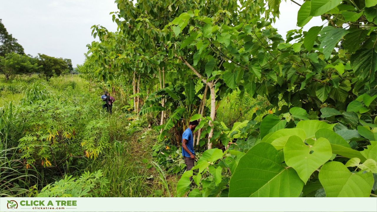 Syntropische Landwirtschaft in Click A Tree's Aufforstungsprojekt in Ghana