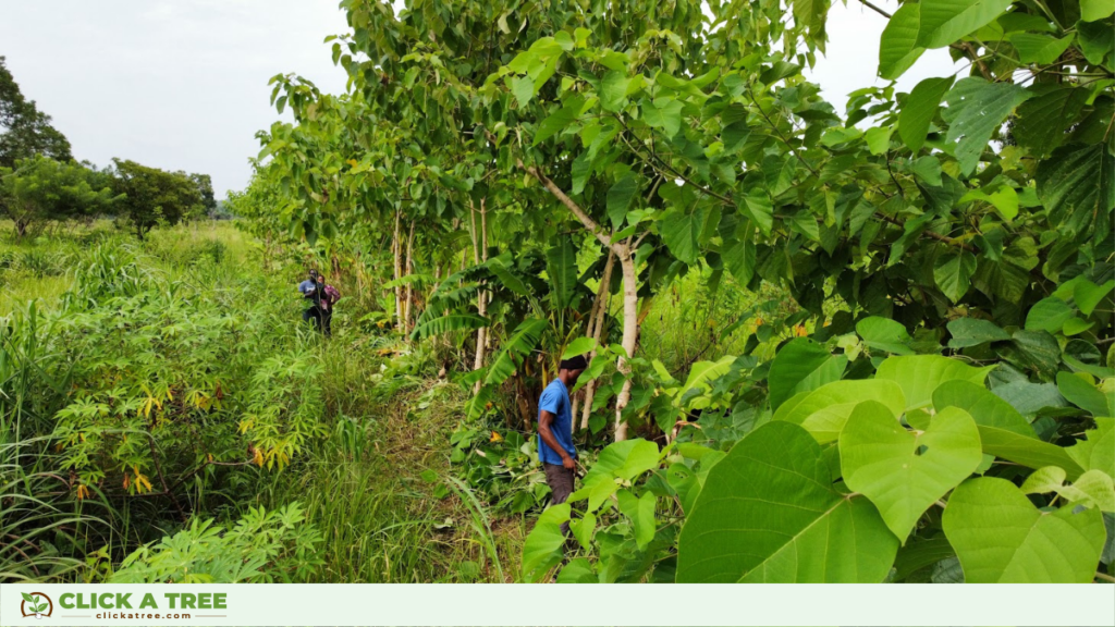 Syntropic farming in Click A Tree's reforestation project in Ghana
