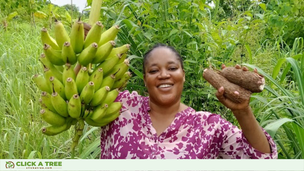 Syntropische Landwirtschaft in Click A Tree's Aufforstungsprojekt in Ghana