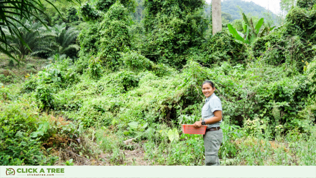 Bäume pflanzen in Click A Tree's Baumpflanzprojekt in Thailand