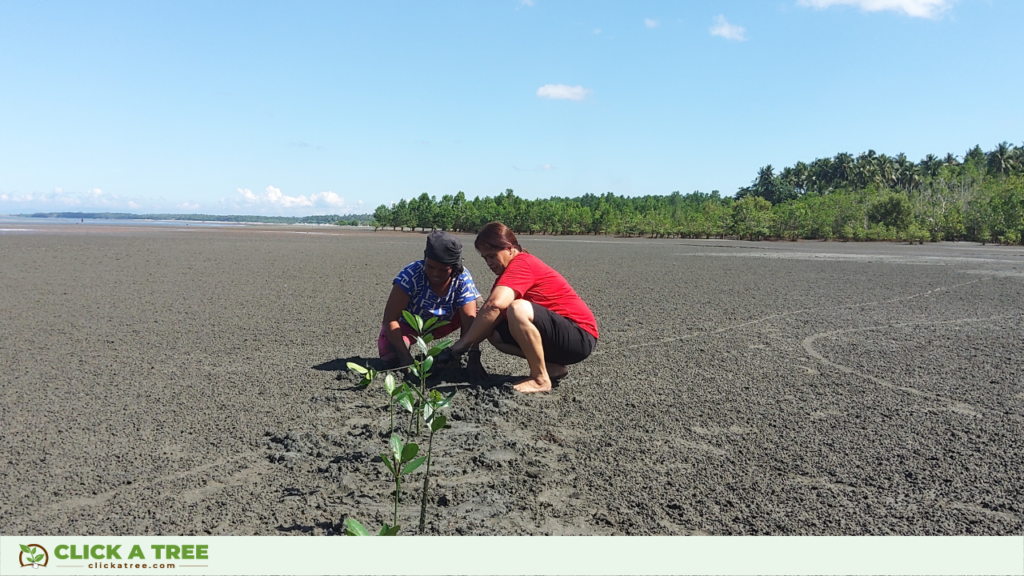 Pflanzung von Mangroven in Click A Tree's Aufforstungsprojekt in den Philippinen