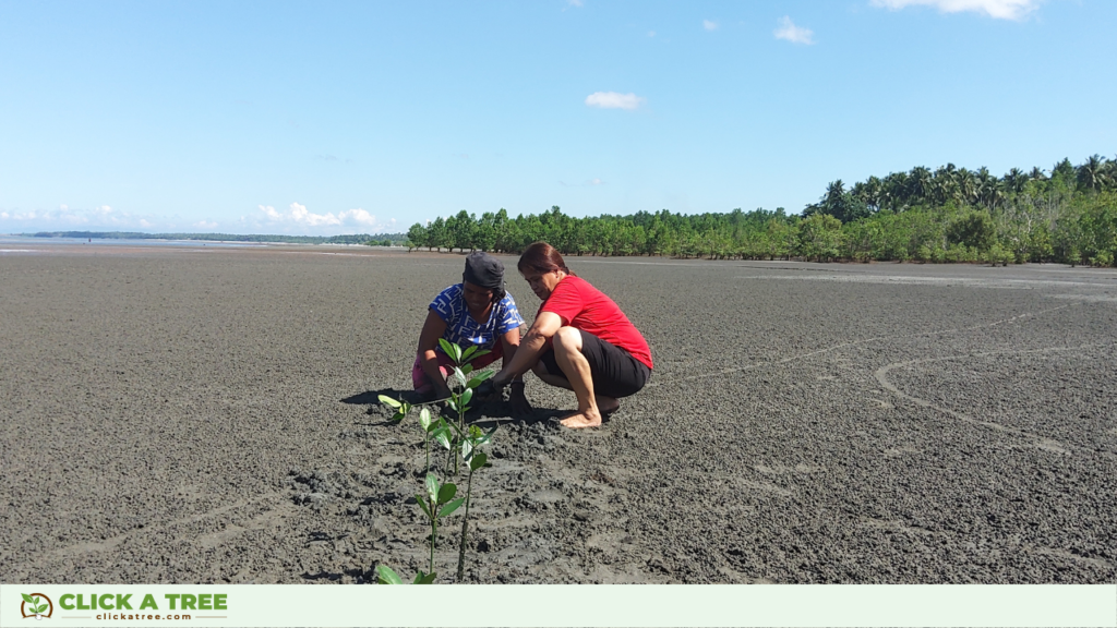 Planting mangroves in Click A Tree's reforestation project in the Philippines